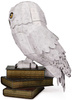 Puzzle 4D Build Eule Hedwig Modell 3D Figur zum Zusammenbauen